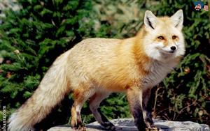 Red Fox